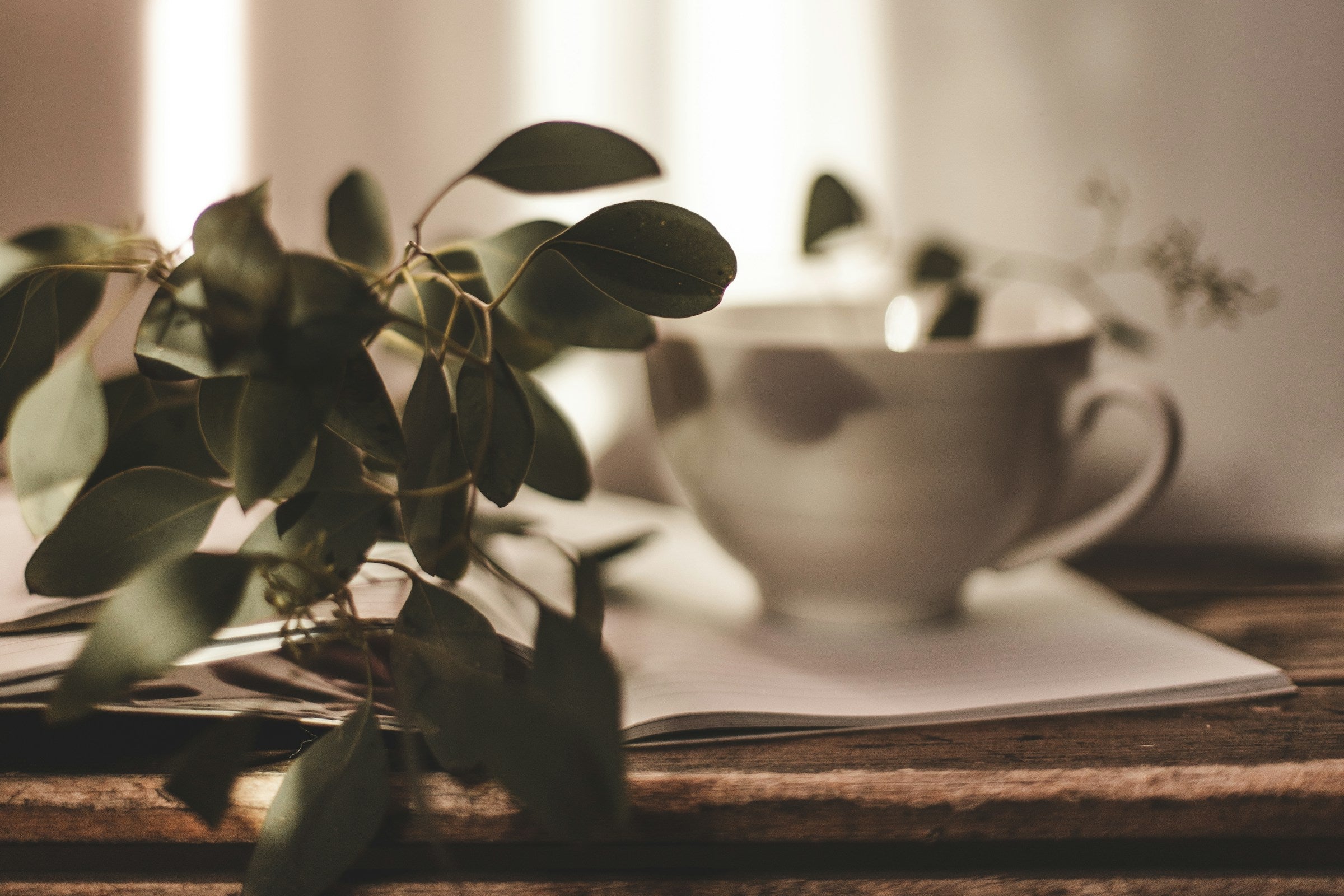 Discover Flavorful World Organic Tea Beginner Guide Agnès Maelström